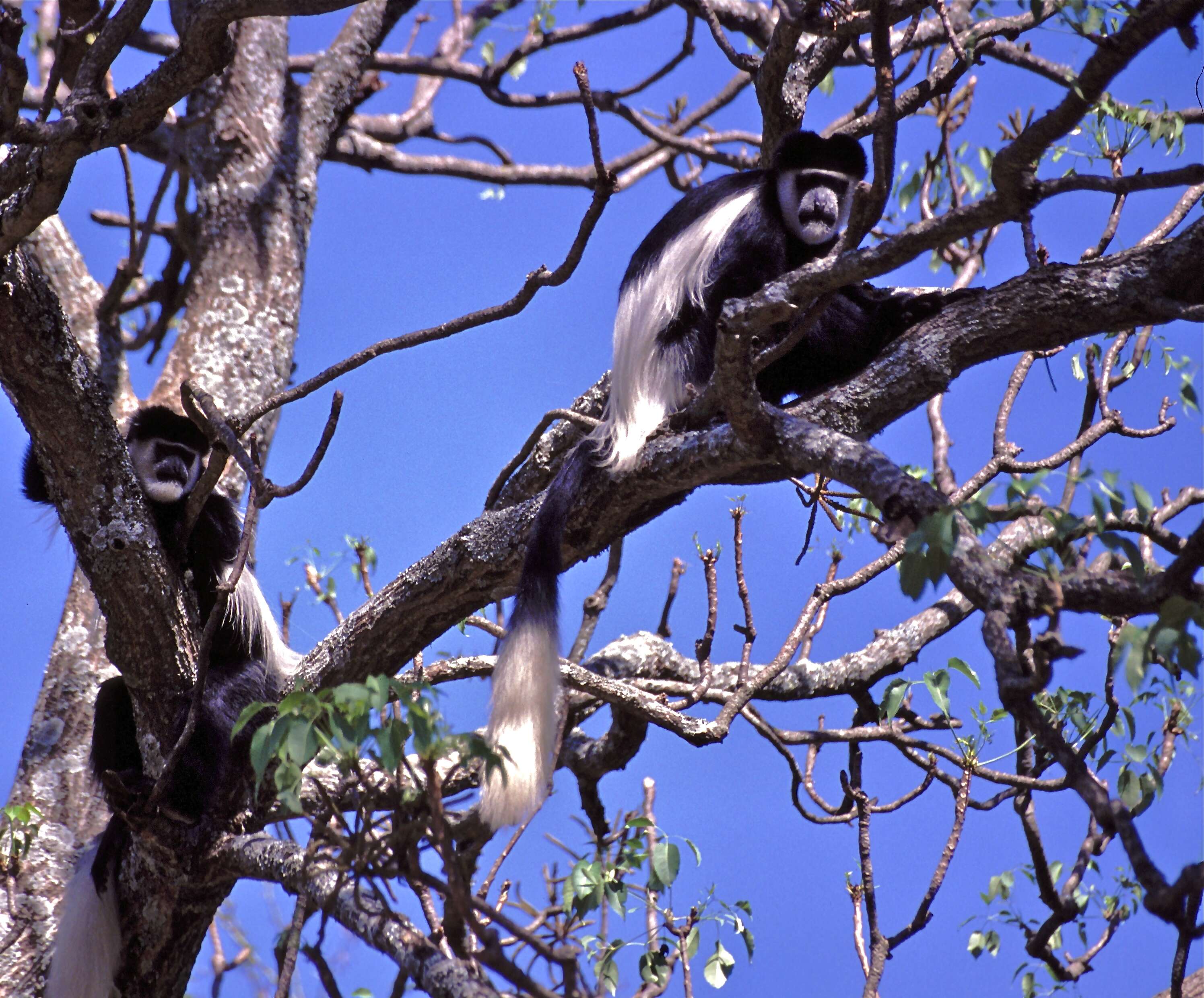 Image of Mantled Colobus