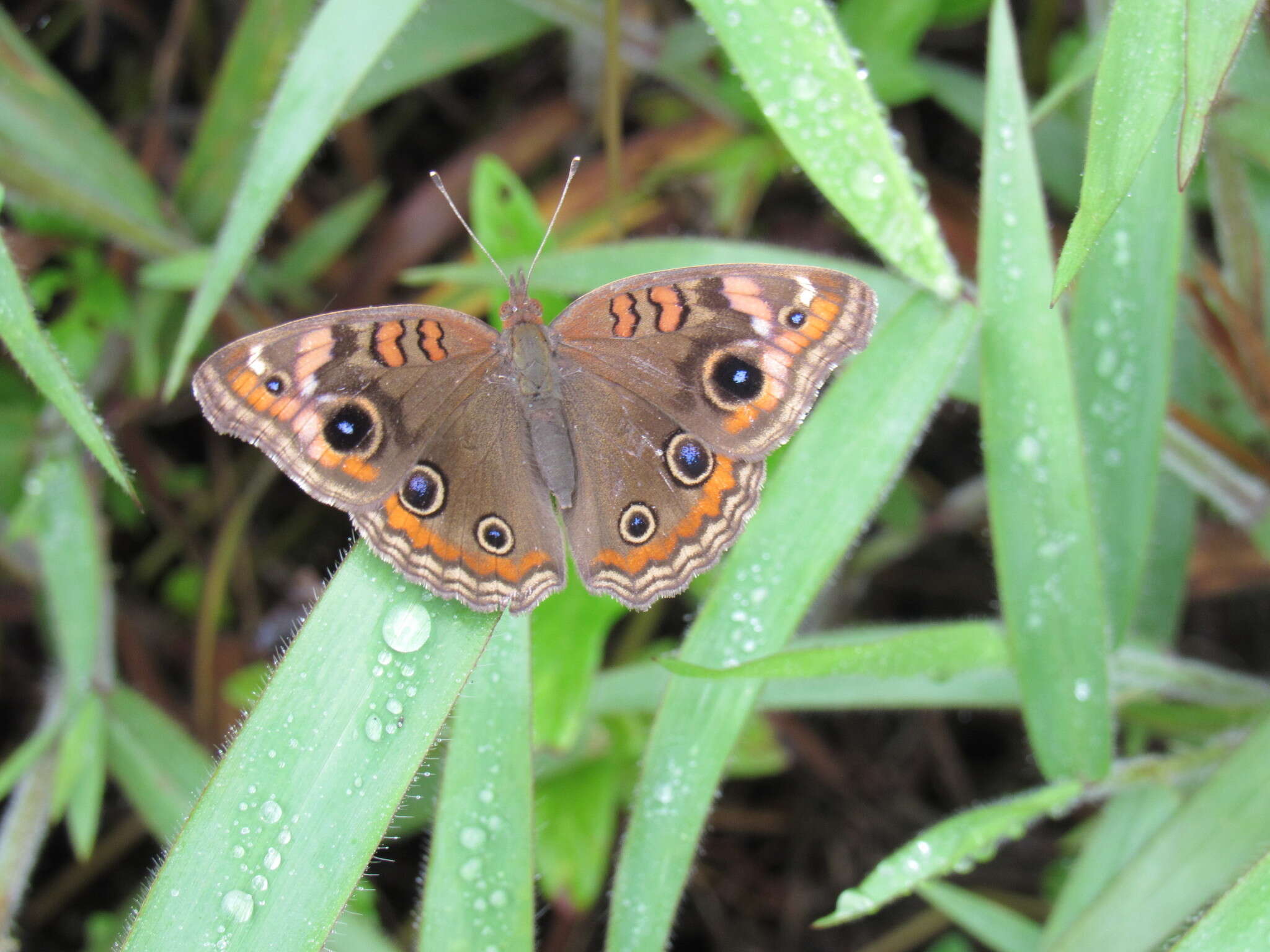 Image of Tropical Buckeye