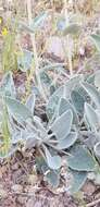 Image of Phlomis aucheri Boiss.