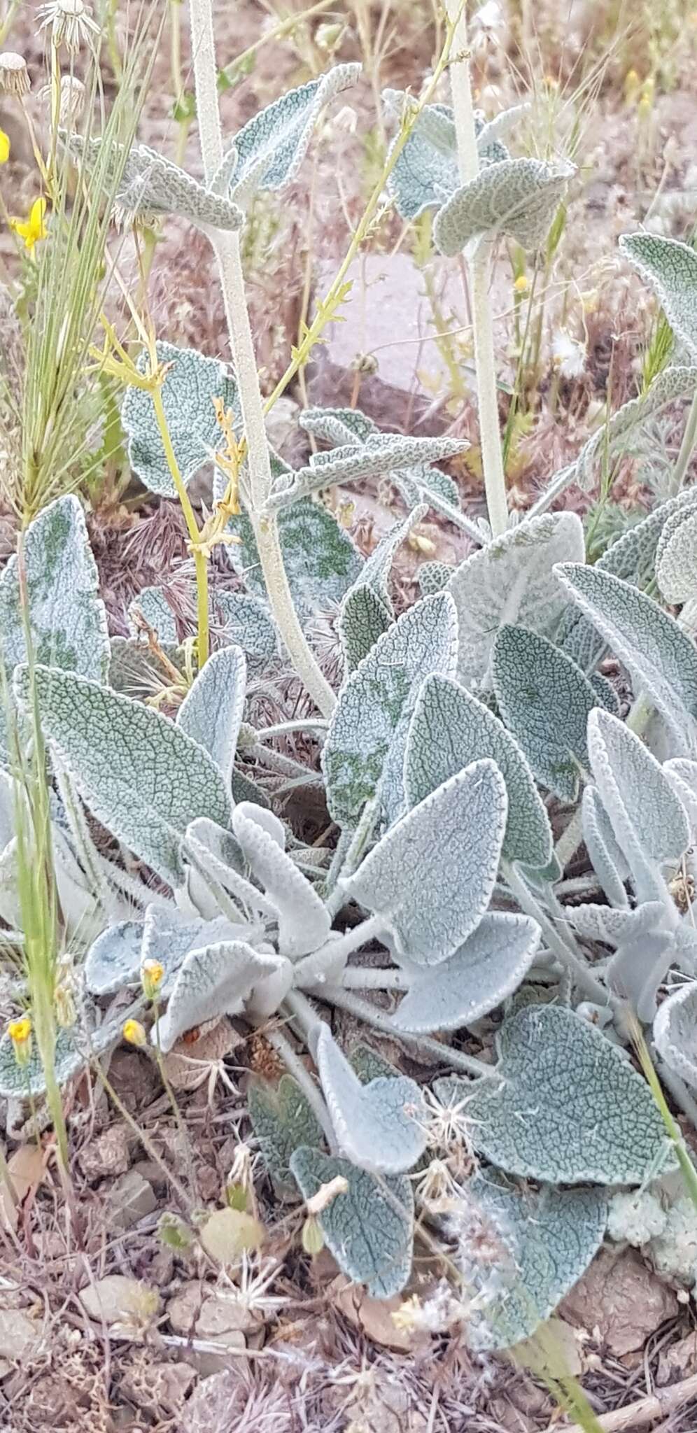 Image of Phlomis aucheri Boiss.