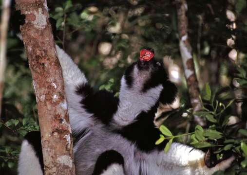 صورة Indri É. Geoffroy Saint-Hilaire & G. Cuvier 1796