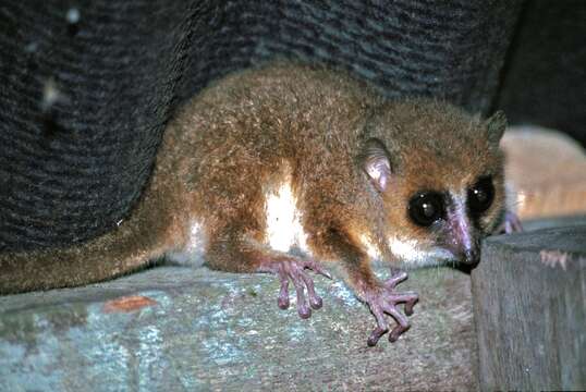 Image of Brown Mouse Lemur