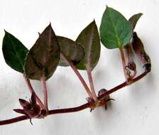 Image of Ceropegia swazica (R. A. Dyer) Bruyns