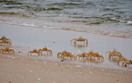 Image of tufted ghost crab