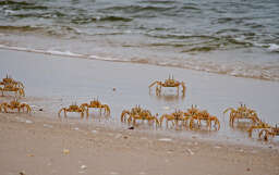 Image of tufted ghost crab