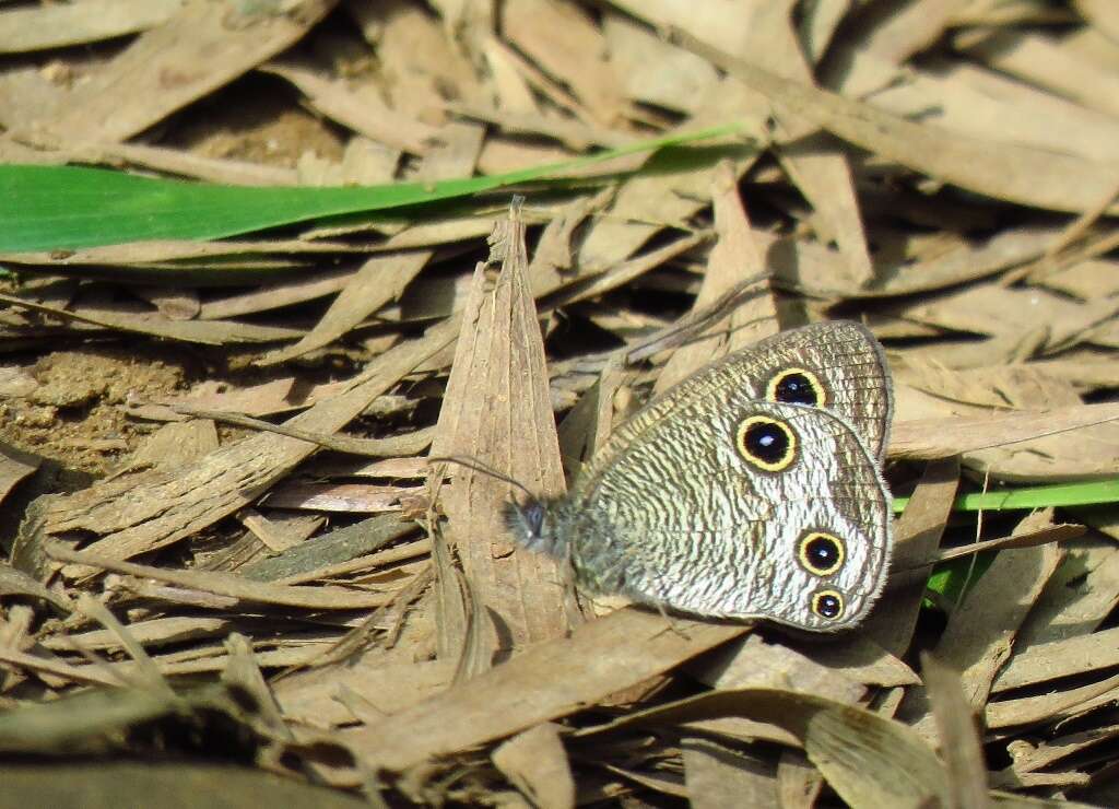 Imagem de Ypthima multistriata Butler 1883