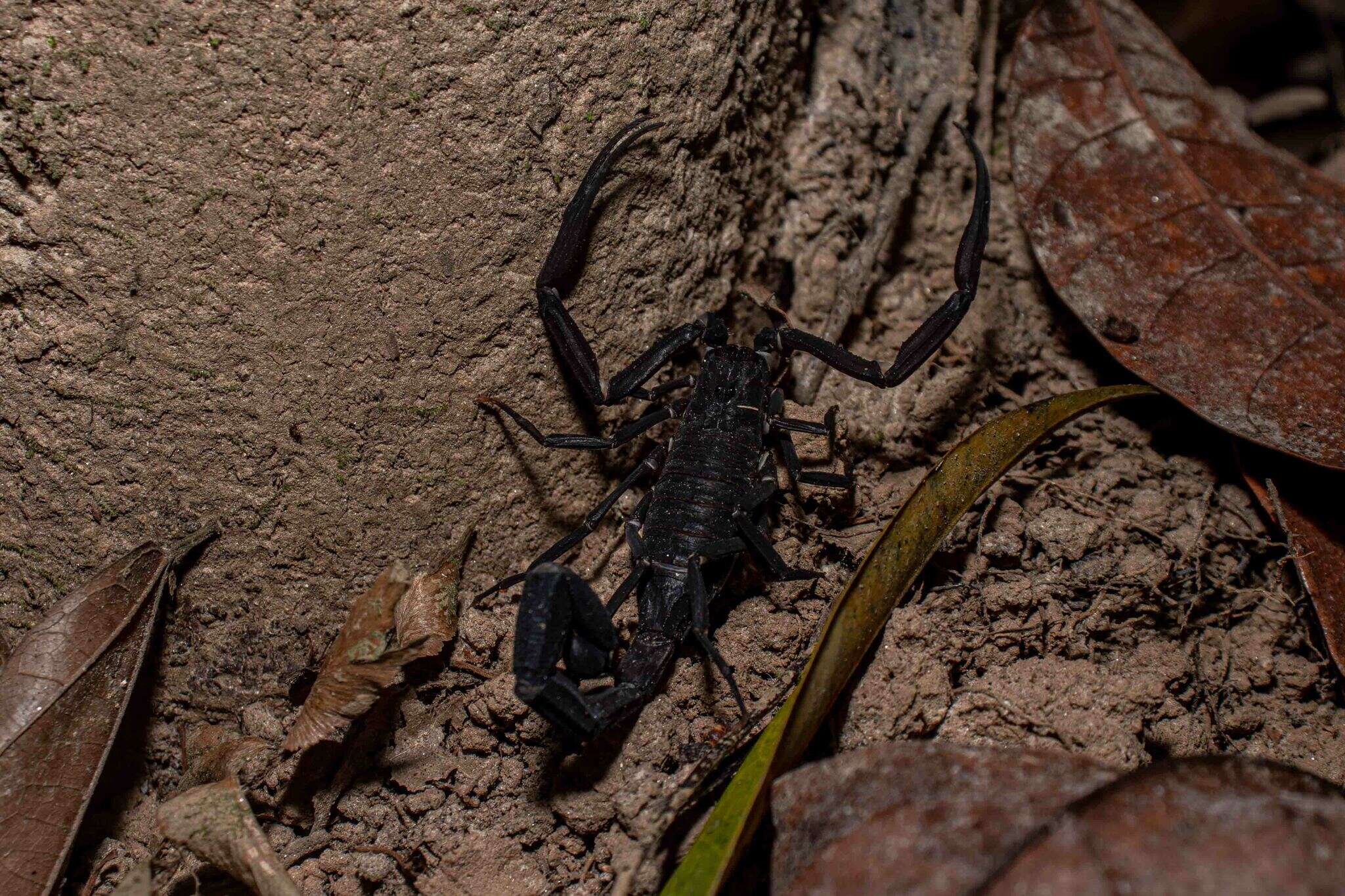 Image of Tityus obscurus (Gervais 1843)