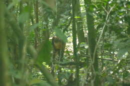 Image of Golden-bellied Mangabey