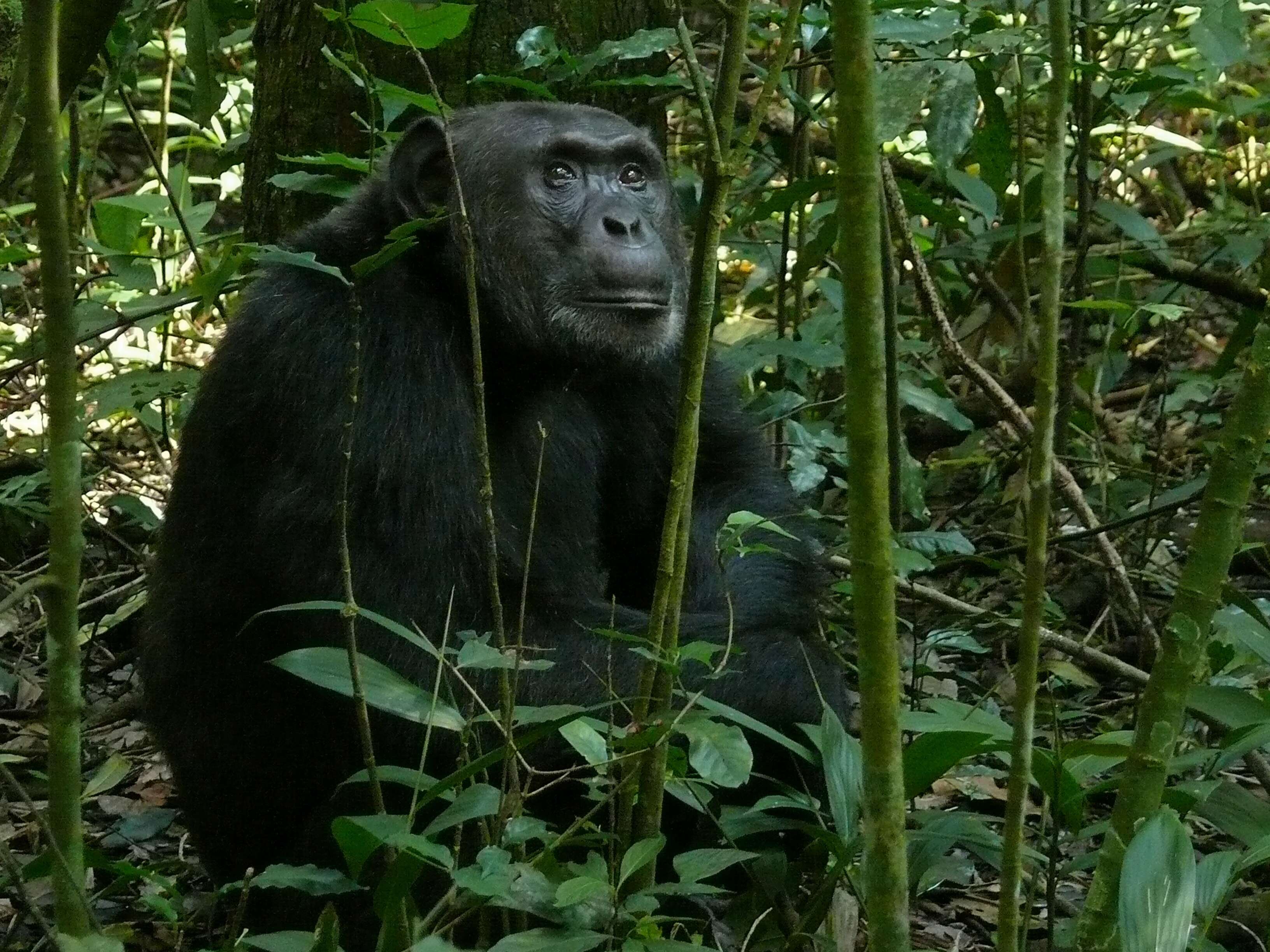 Image of Eastern Chimpanzee