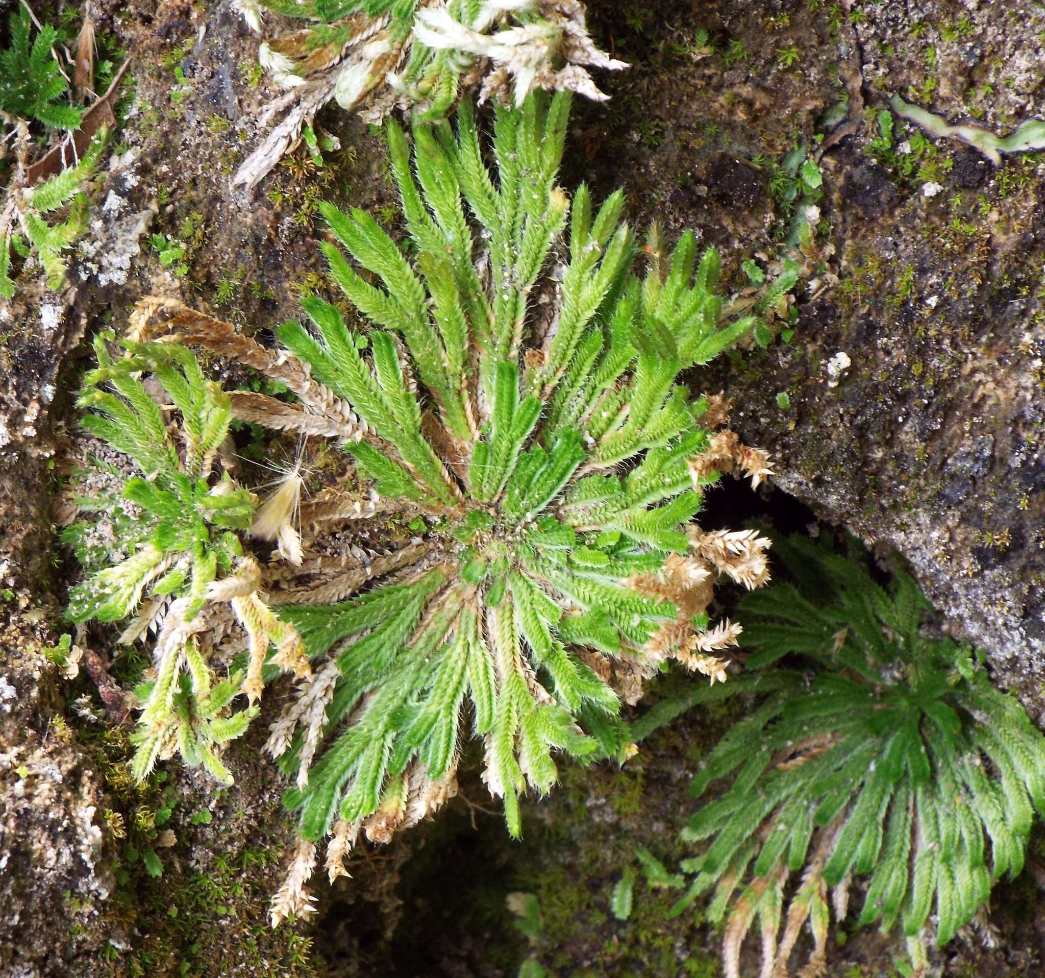 Image of resurrection plant