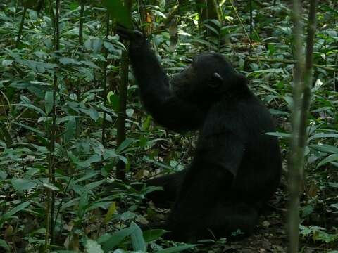 Image of Eastern Chimpanzee