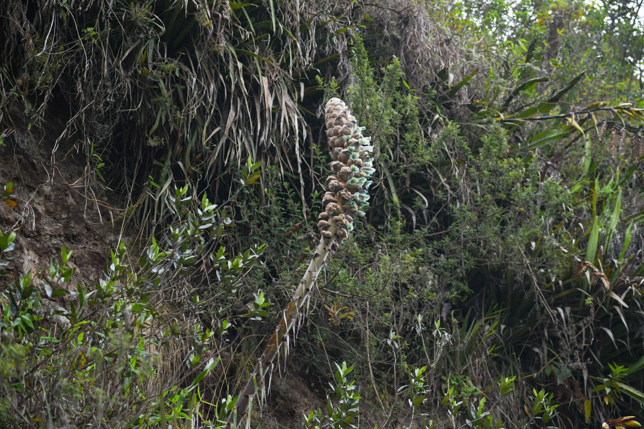 Imagem de Puya glomerifera Mez & Sodiro