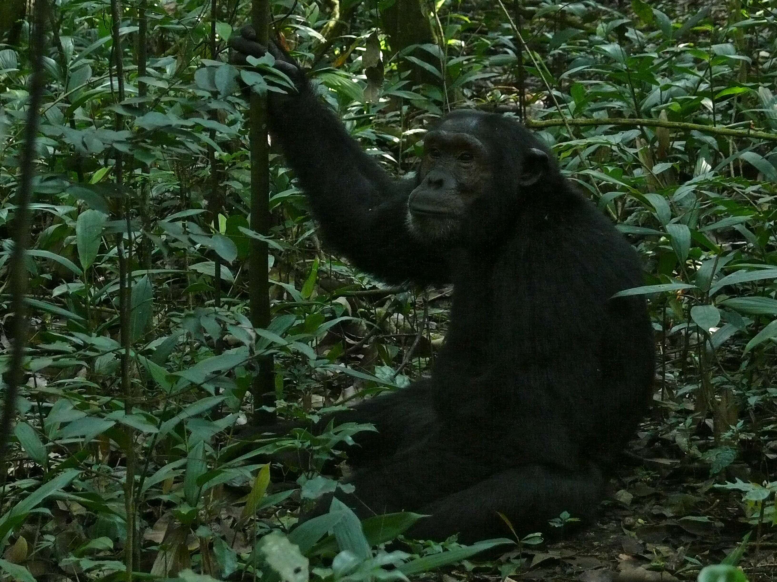 Image of Eastern Chimpanzee