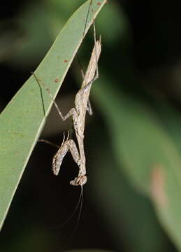 Image of Ciulfina biseriata Westwood 1889