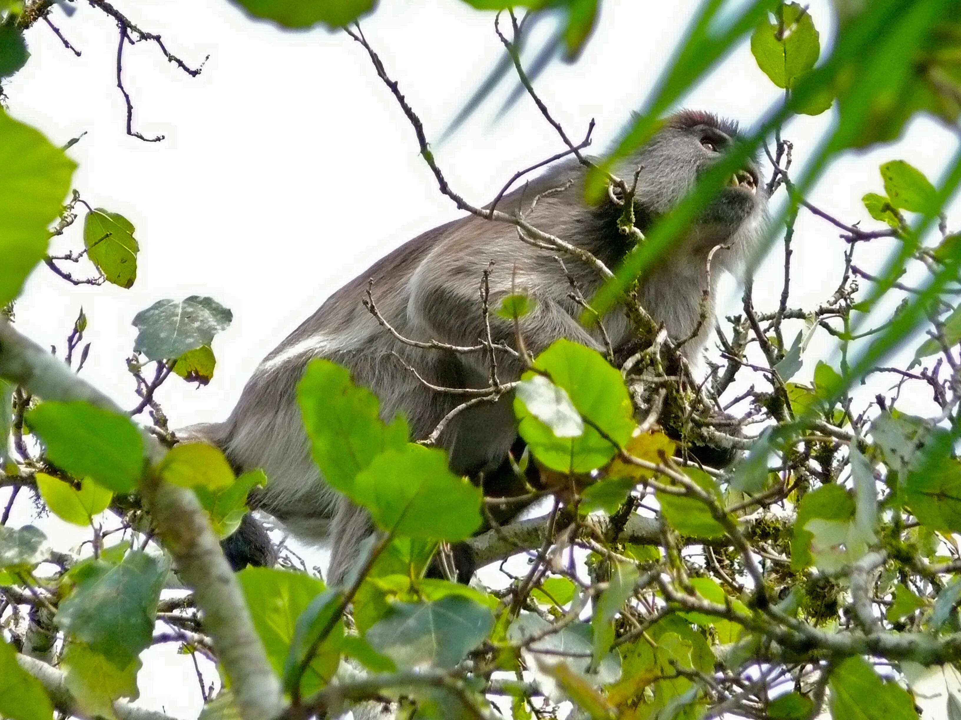 Image of Ashy Red Colobus