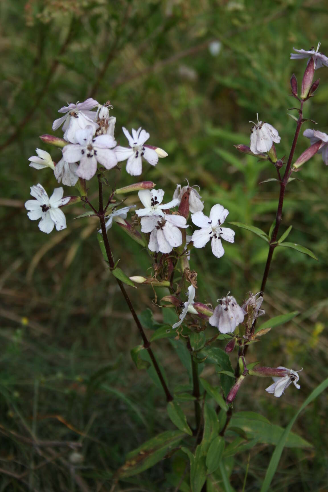 Image of Microbotryum saponariae M. Lutz, Göker, Piątek, Kemler, Begerow & Oberw. 2005