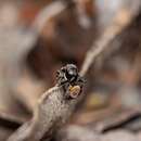 Image of Maratus boranup Otto & Hill 2018