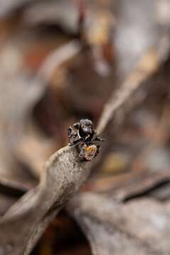 Image of Maratus boranup Otto & Hill 2018