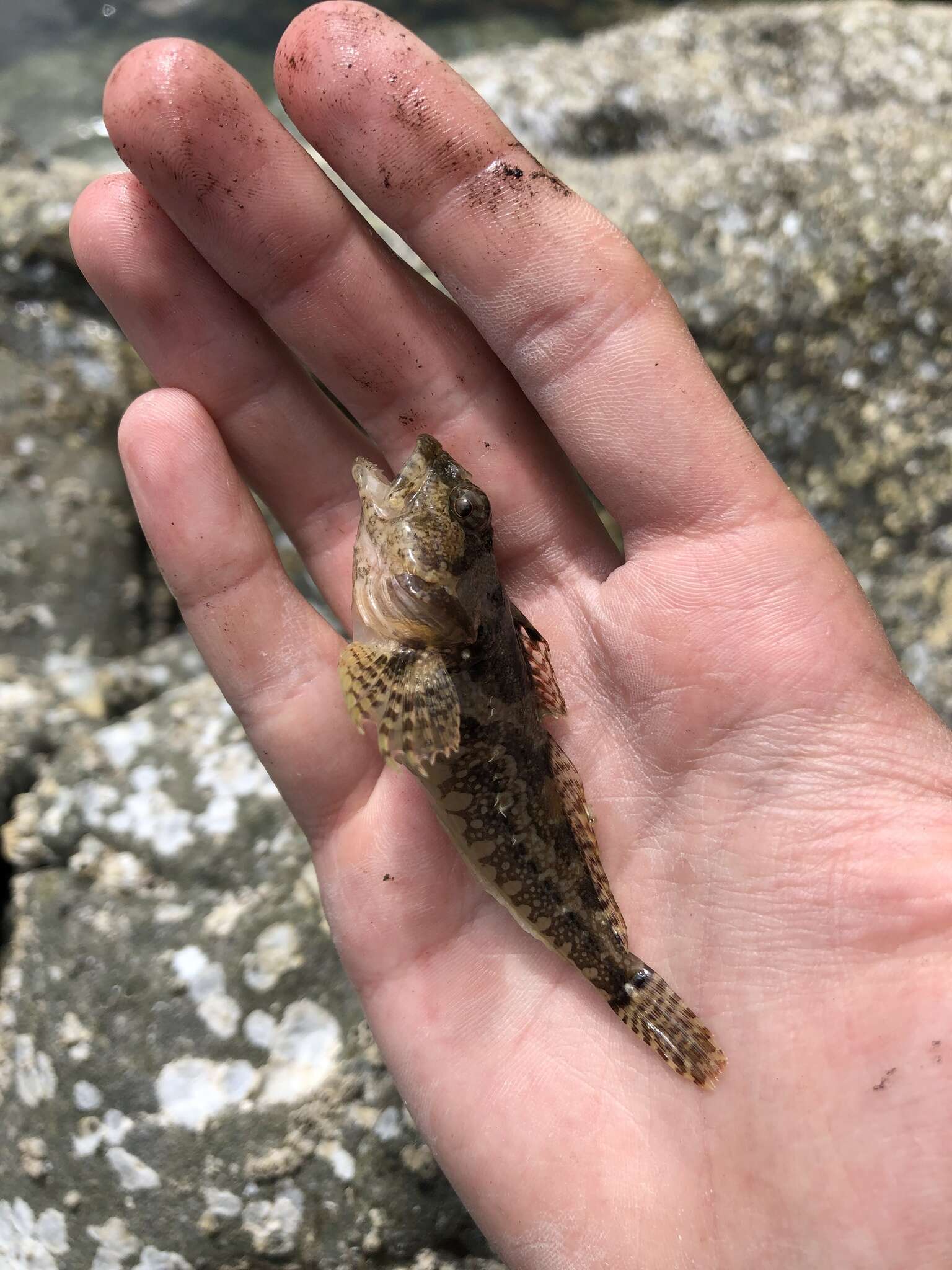 Image of Plumose sculpin