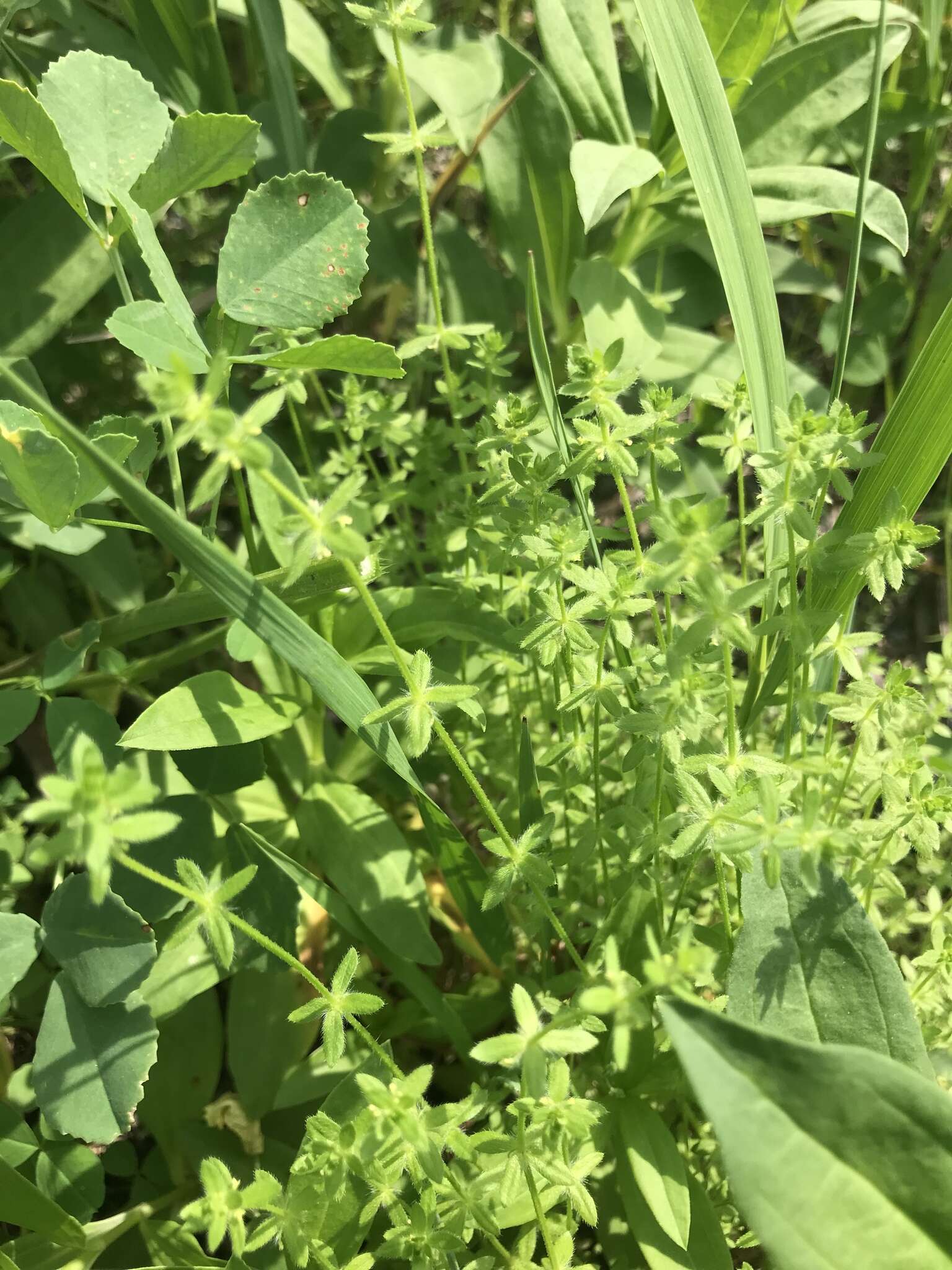 Image of piedmont bedstraw