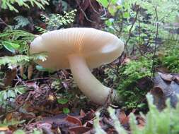 Image of Russula purpureotincta McNabb 1973