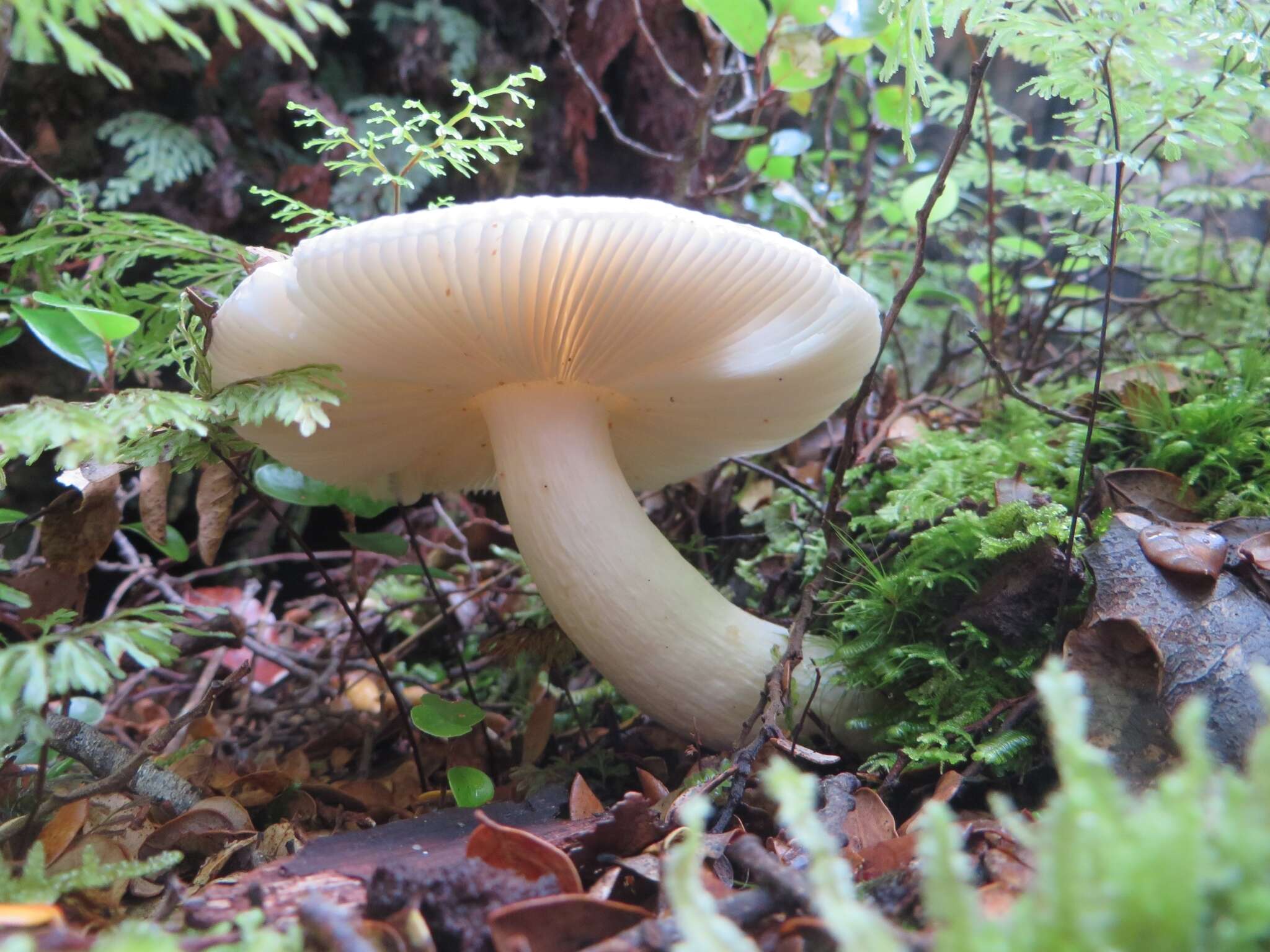 Image of Russula purpureotincta McNabb 1973