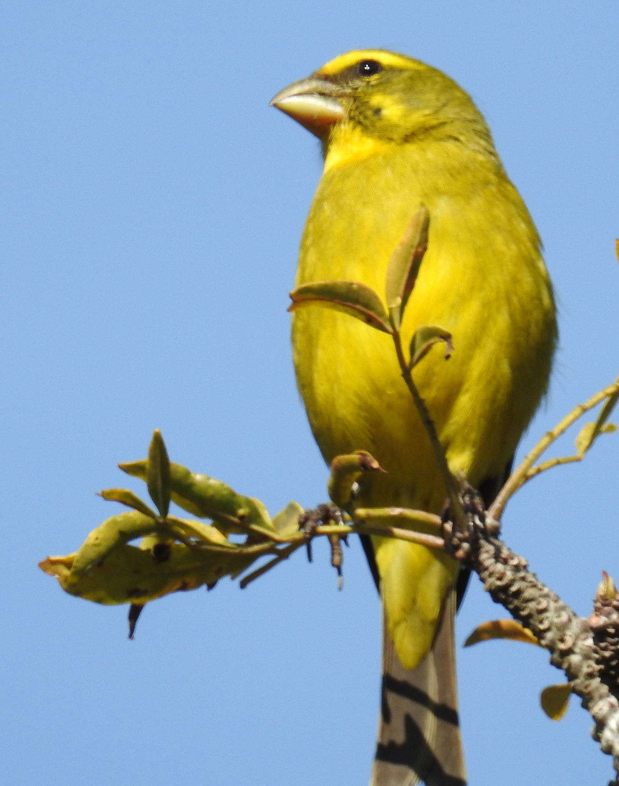 Sivun Crithagra sulphurata sulphurata (Linnaeus 1766) kuva