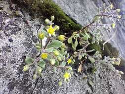 Image of Sedum stellariifolium Franch.