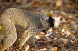 Image of Bennett's Brown Lemur