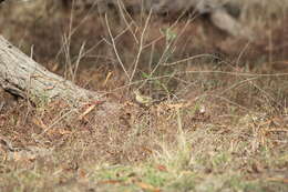 Image of Northern Red Bishop