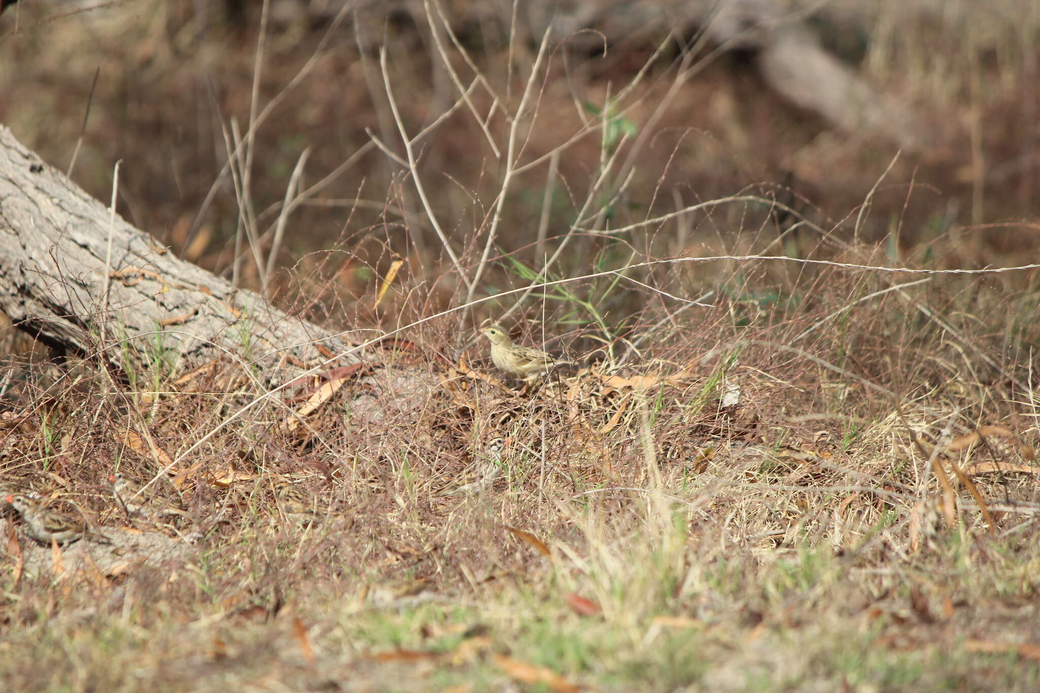 Image of Northern Red Bishop