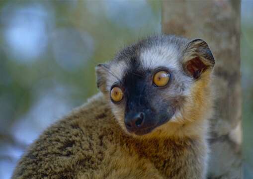 Image of Bennett's Brown Lemur