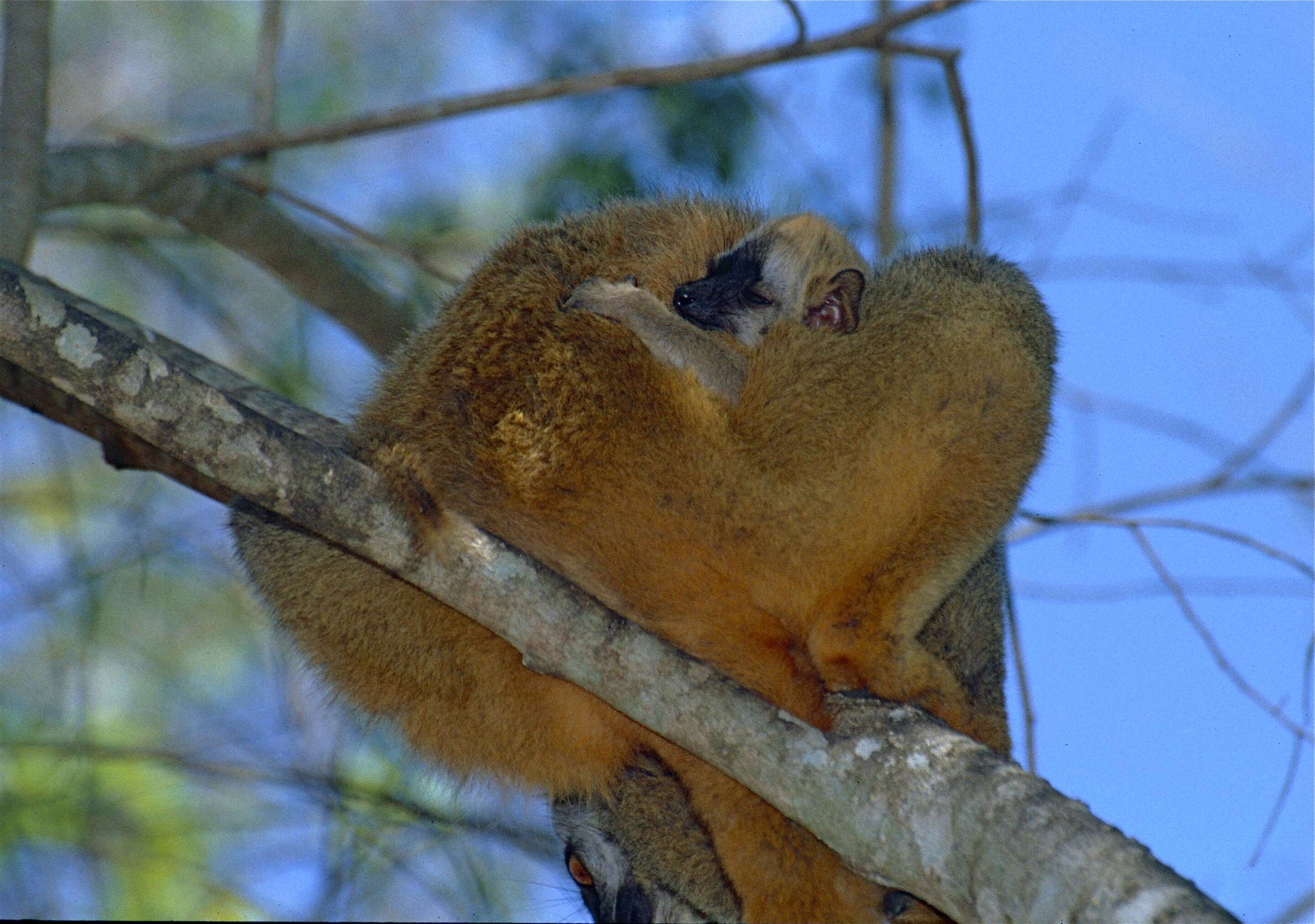 Image of Bennett's Brown Lemur