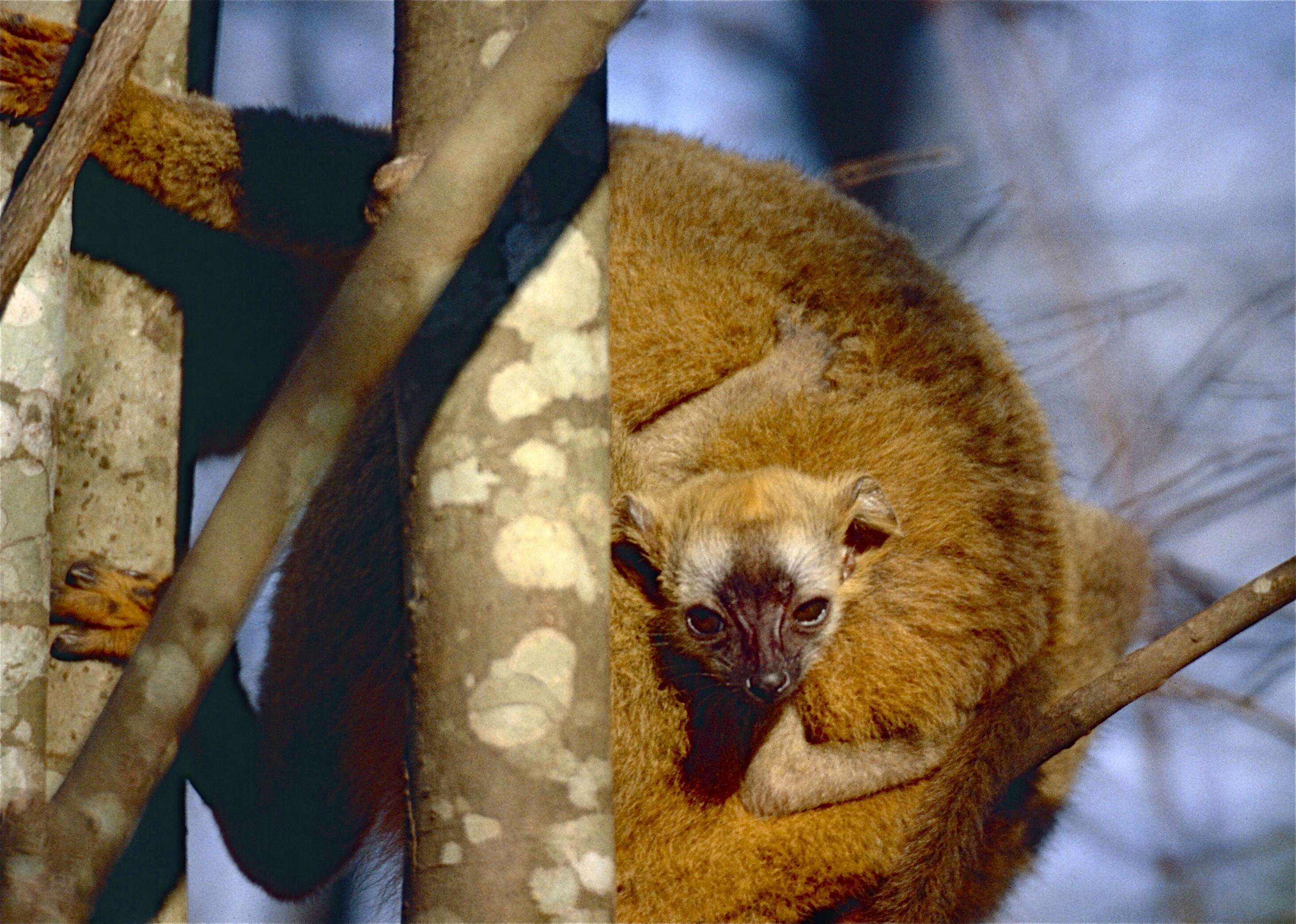 Image of Bennett's Brown Lemur