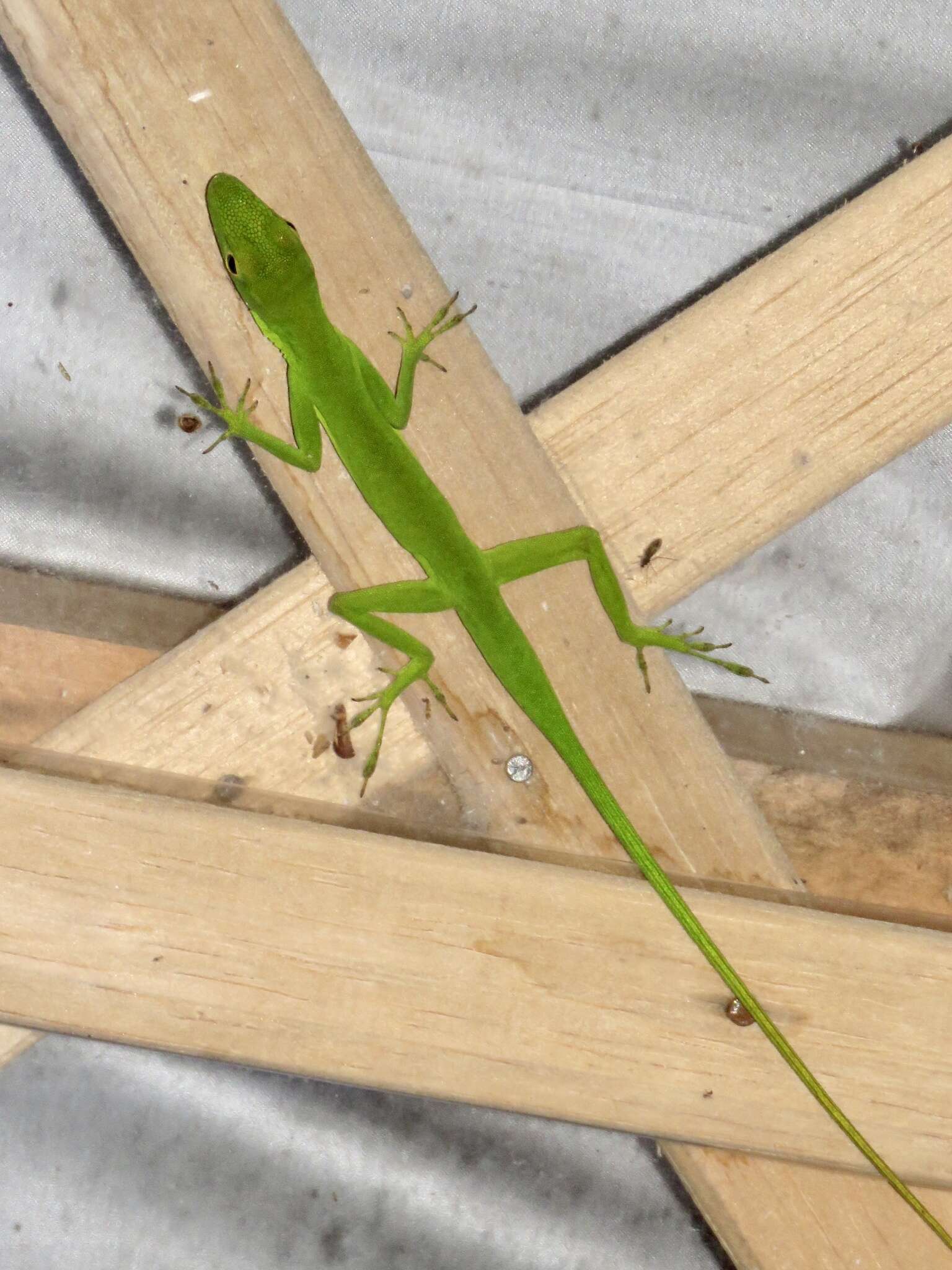 Image of Boulenger's Green Anole