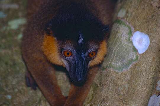 Image of Collared Brown Lemur