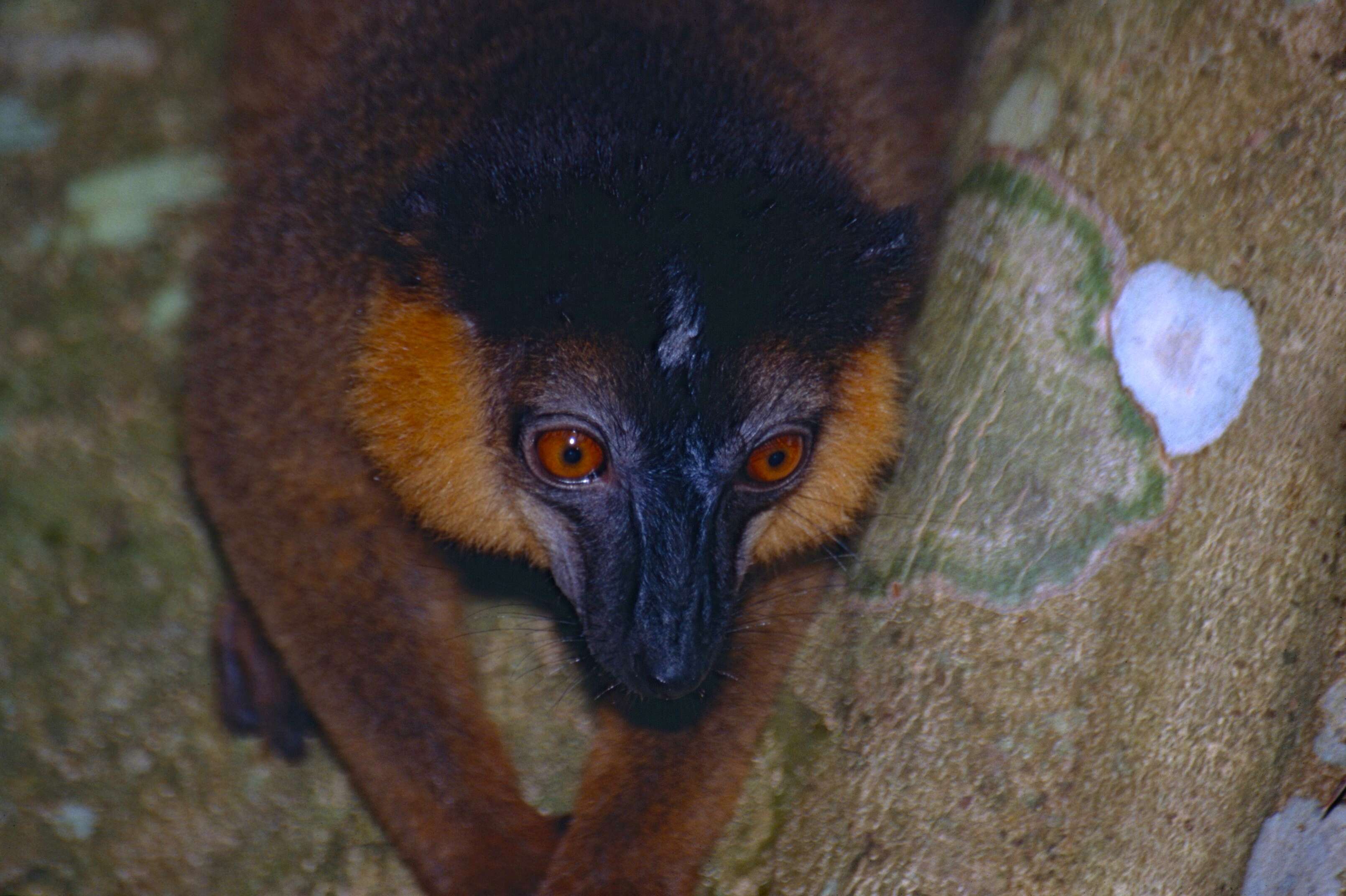 Sivun Eulemur collaris (É. Geoffroy Saint-Hilaire 1812) kuva