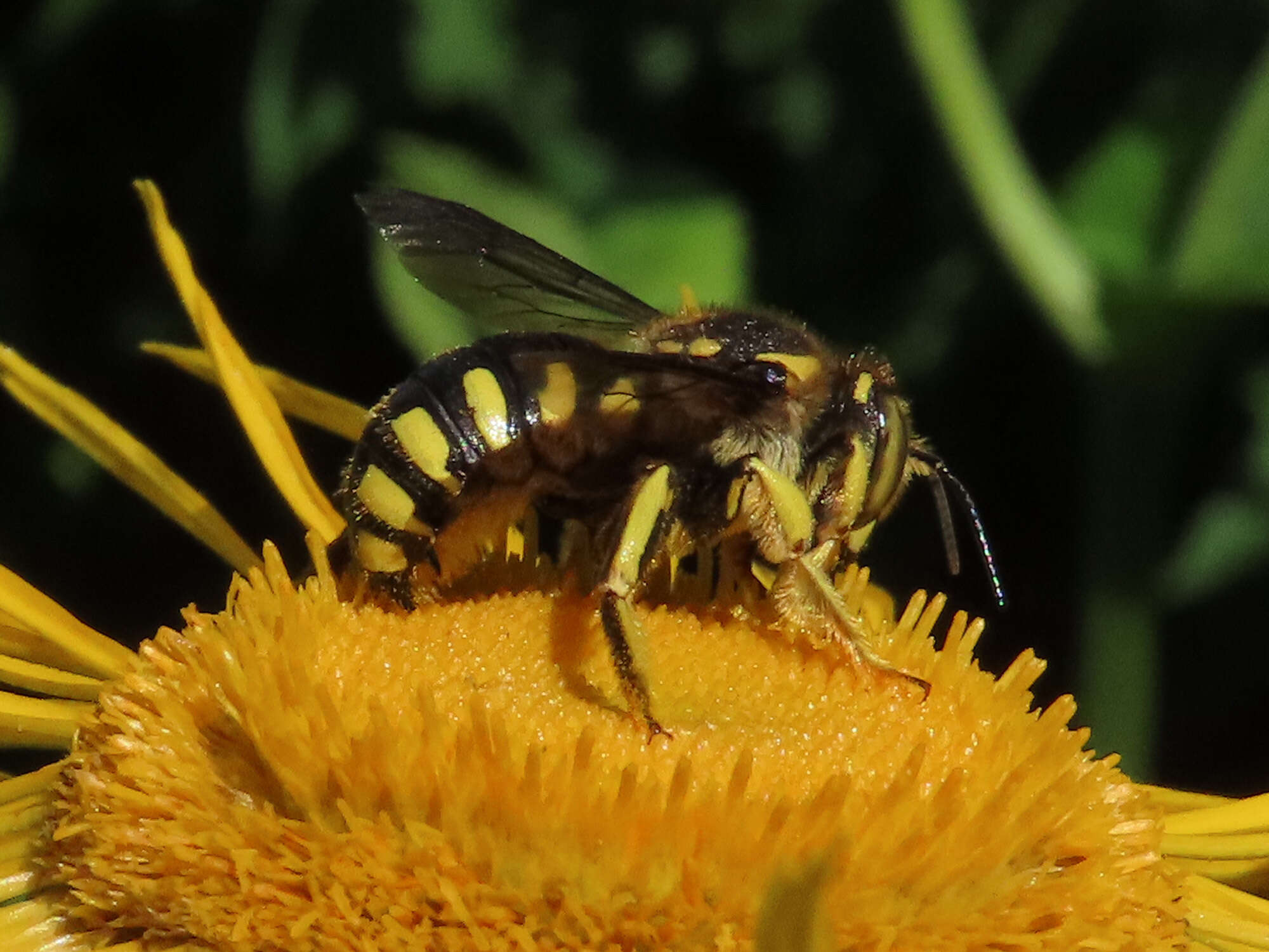 Image de Anthidium florentinum (Fabricius 1775)