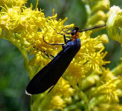 Image of Ctenucha rubriceps