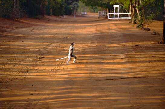 Image of Verreaux's Sifaka