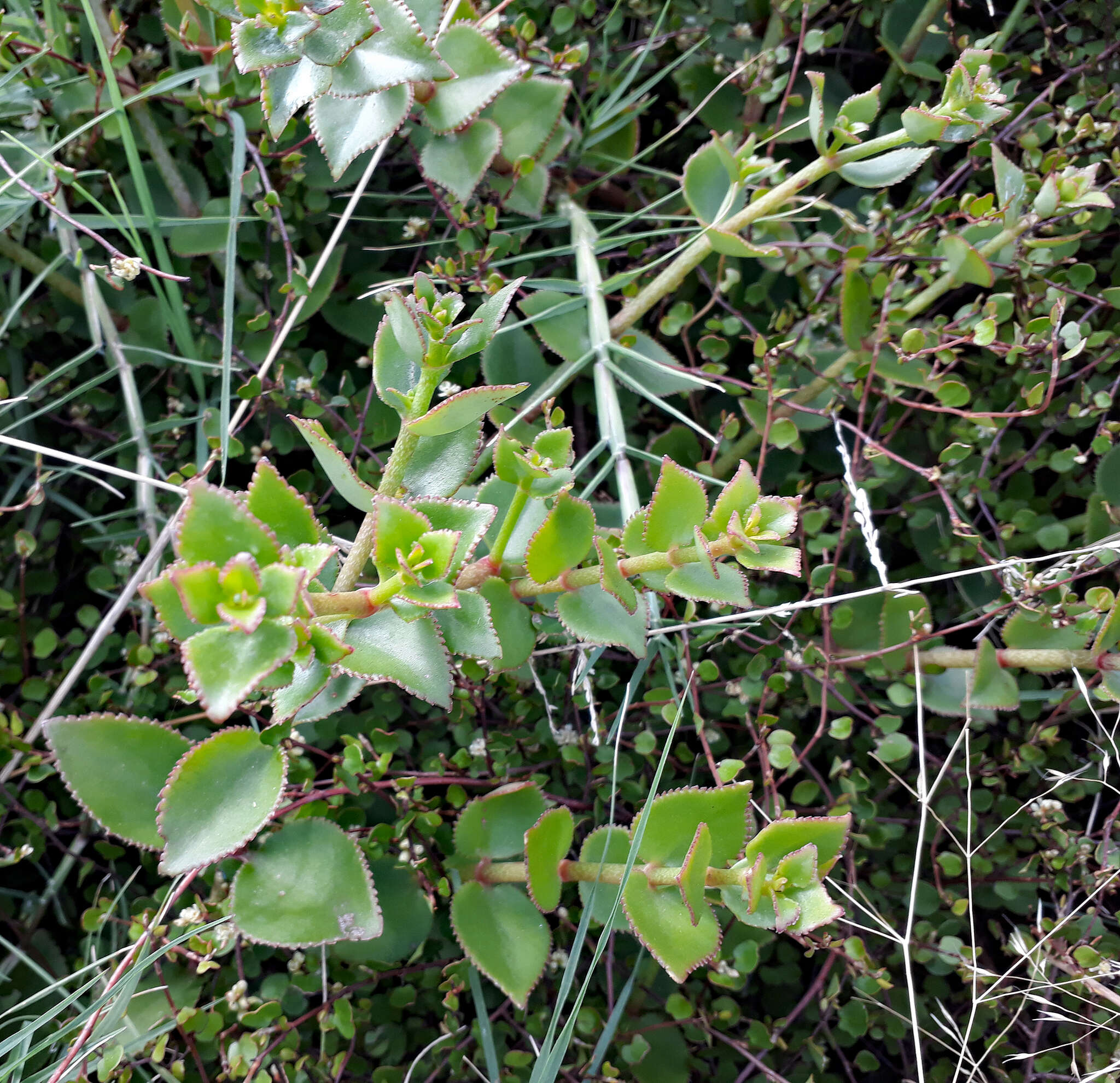 Слика од Crassula sarmentosa Harv.