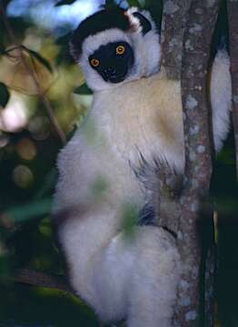 Image of Verreaux's Sifaka