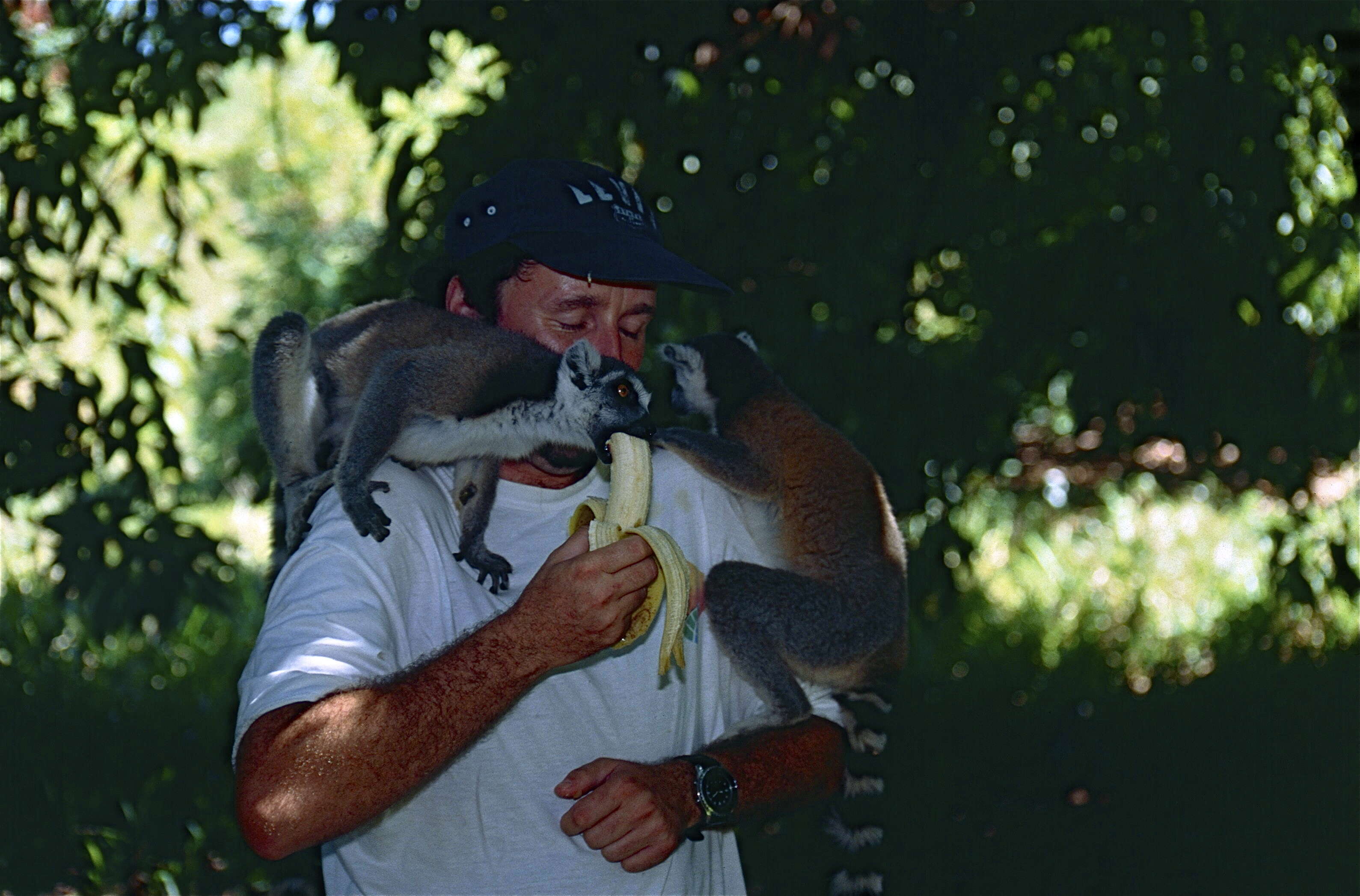 Image of Lemur Linnaeus 1758