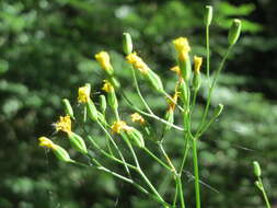 Image of nipplewort