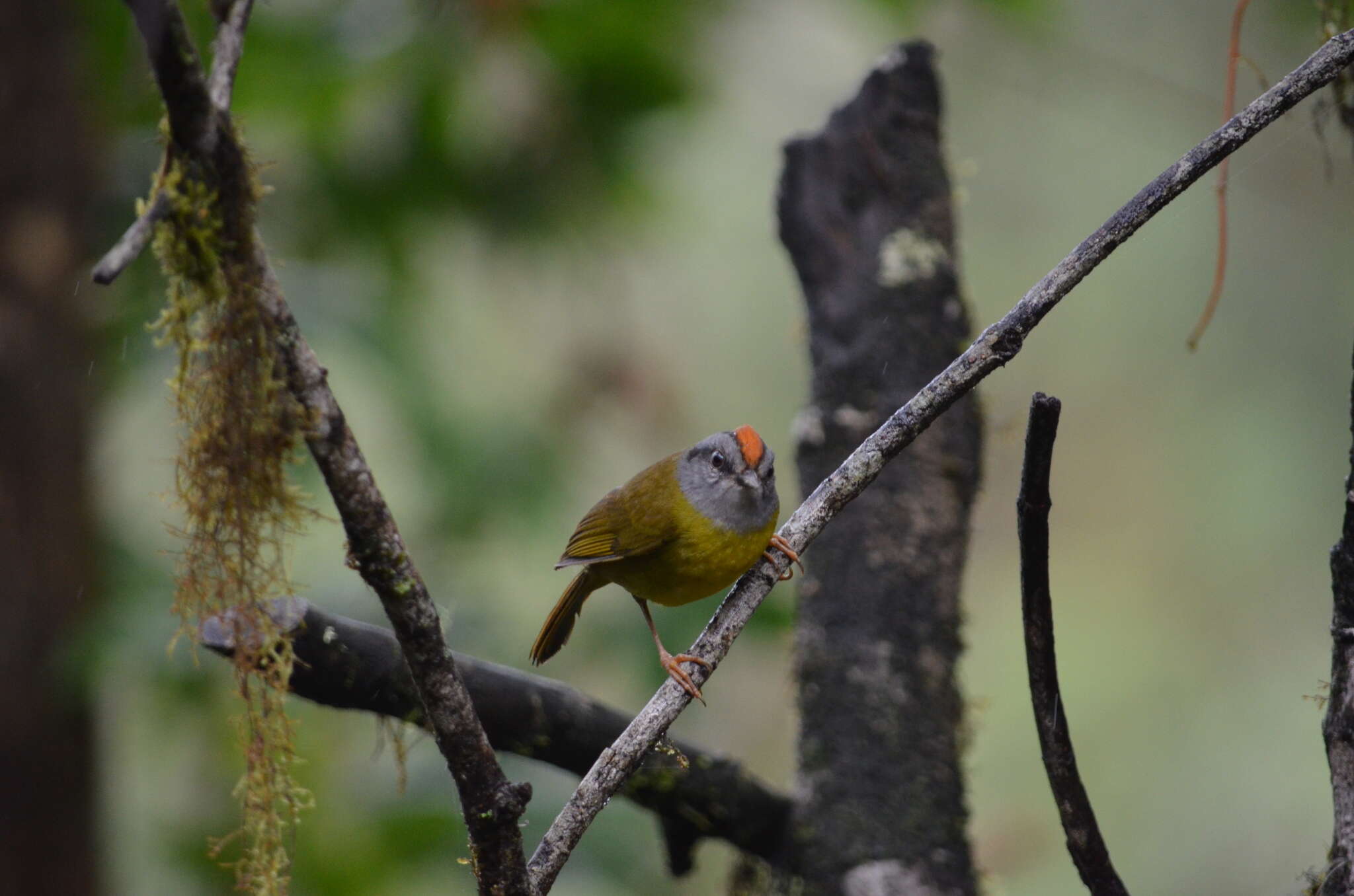 Myiothlypis coronata (Tschudi 1844)的圖片