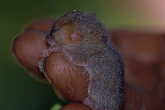 Image of Brown Mouse Lemur