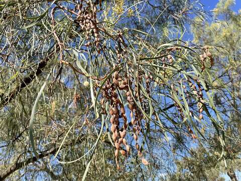 Imagem de Acacia stenophylla A. Cunn. ex Benth.