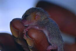 Image of Brown Mouse Lemur