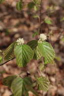 Image of mountain witchalder