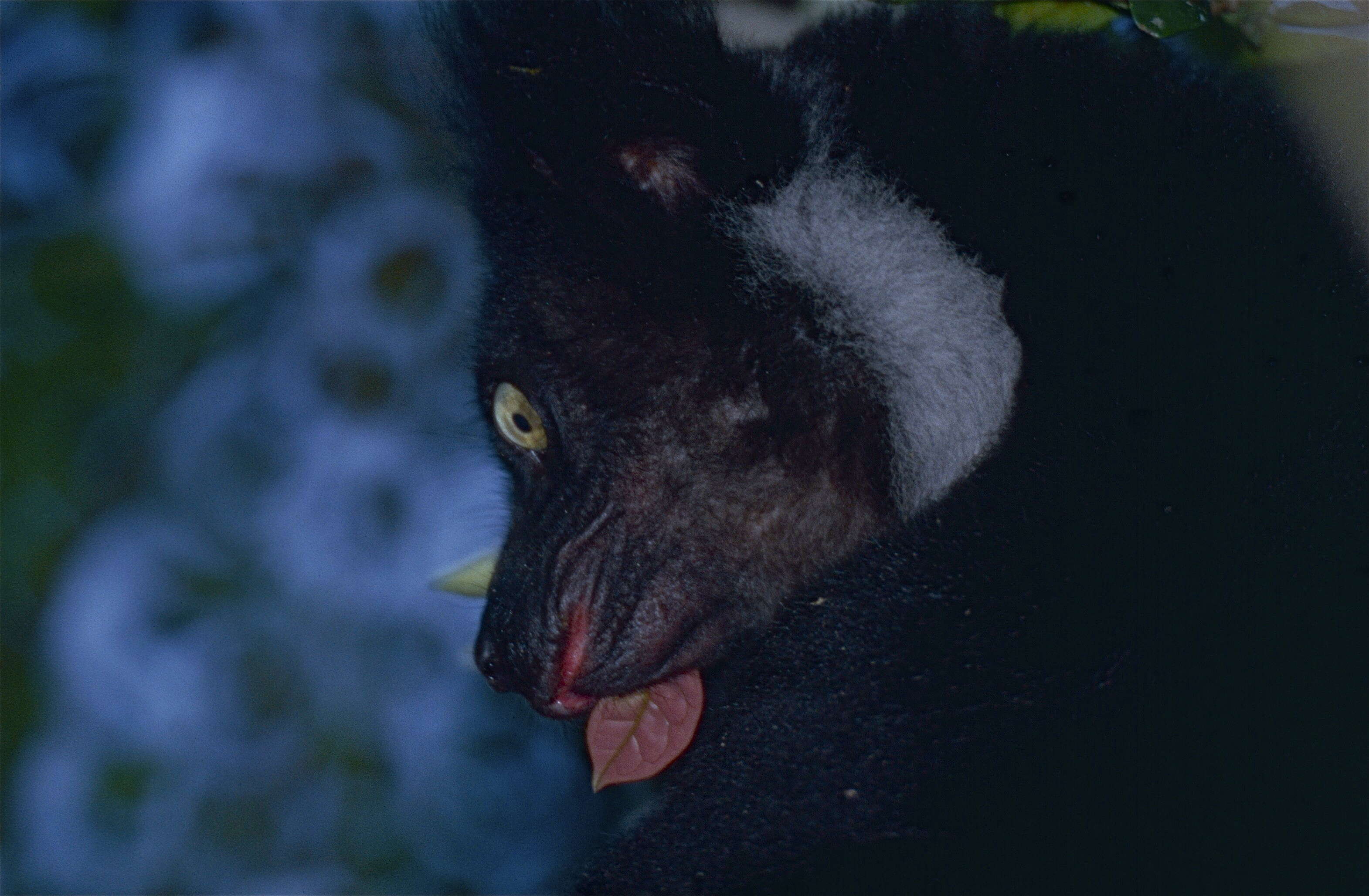 Image of indri